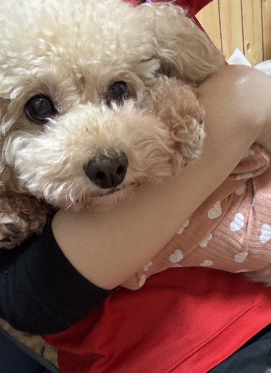 確認ページ♡わんこ 保護犬パーク長居店&トリミングサロン（ラブファイブ:保護犬