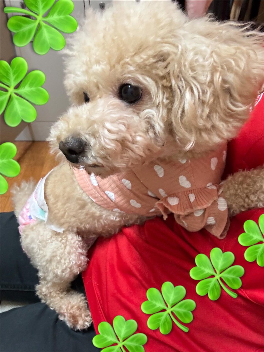 確認ページ♡わんこ 保護犬パーク長居店&トリミングサロン（ラブファイブ:保護犬