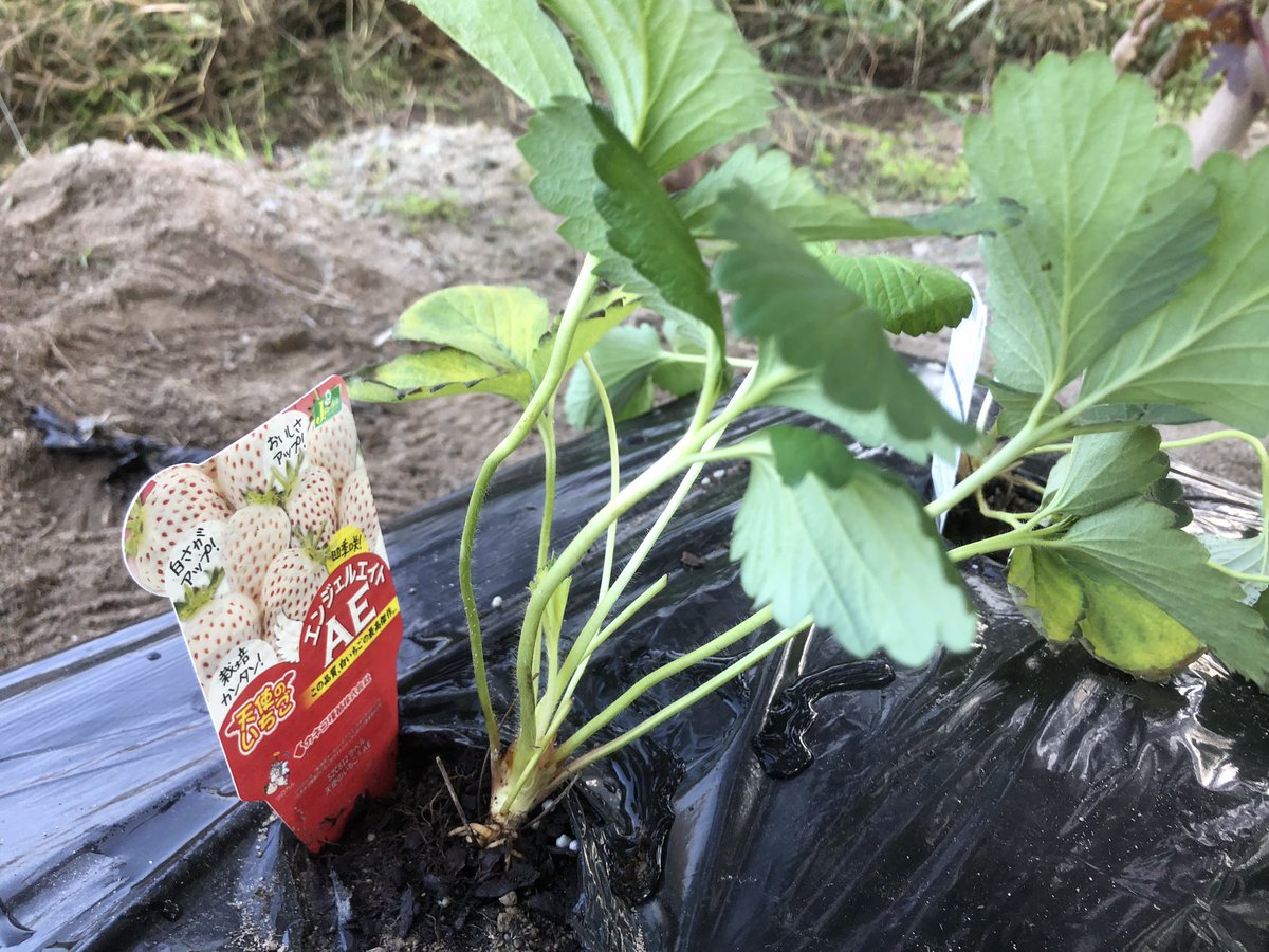 タンポポページ tanpopo ファブリック - minä perhonen