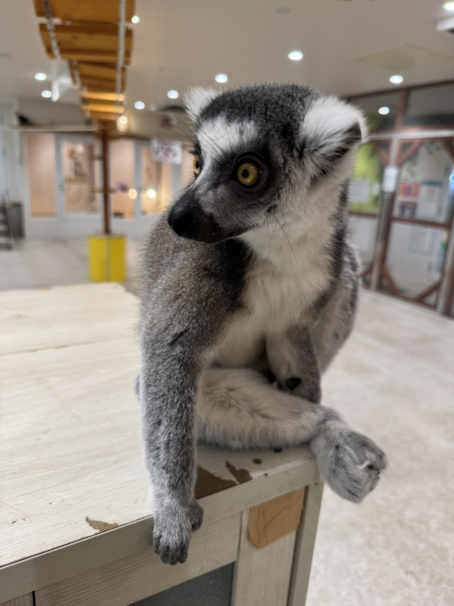 ワオキツネザル