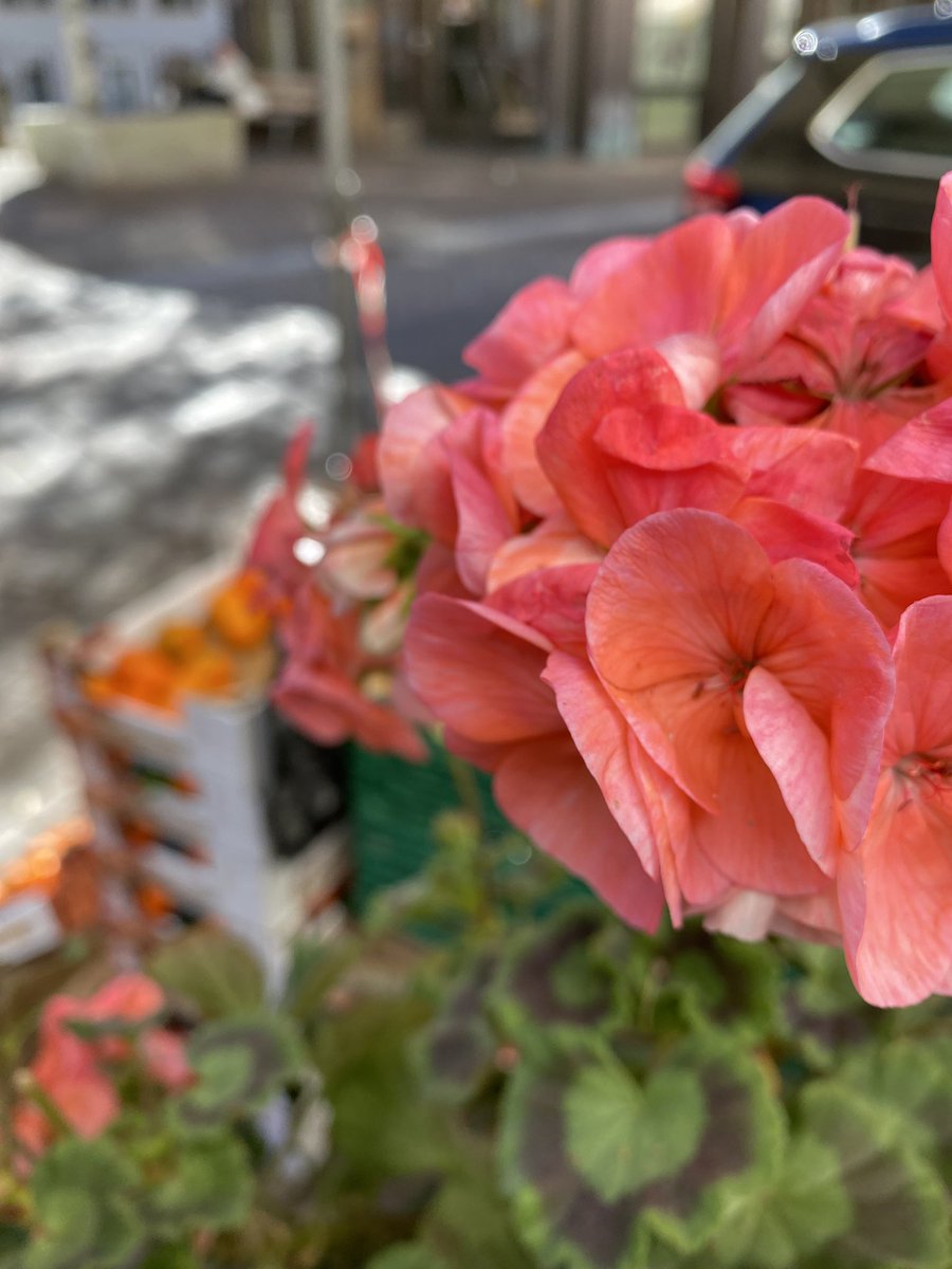 Sonia Zuccaro tweet media