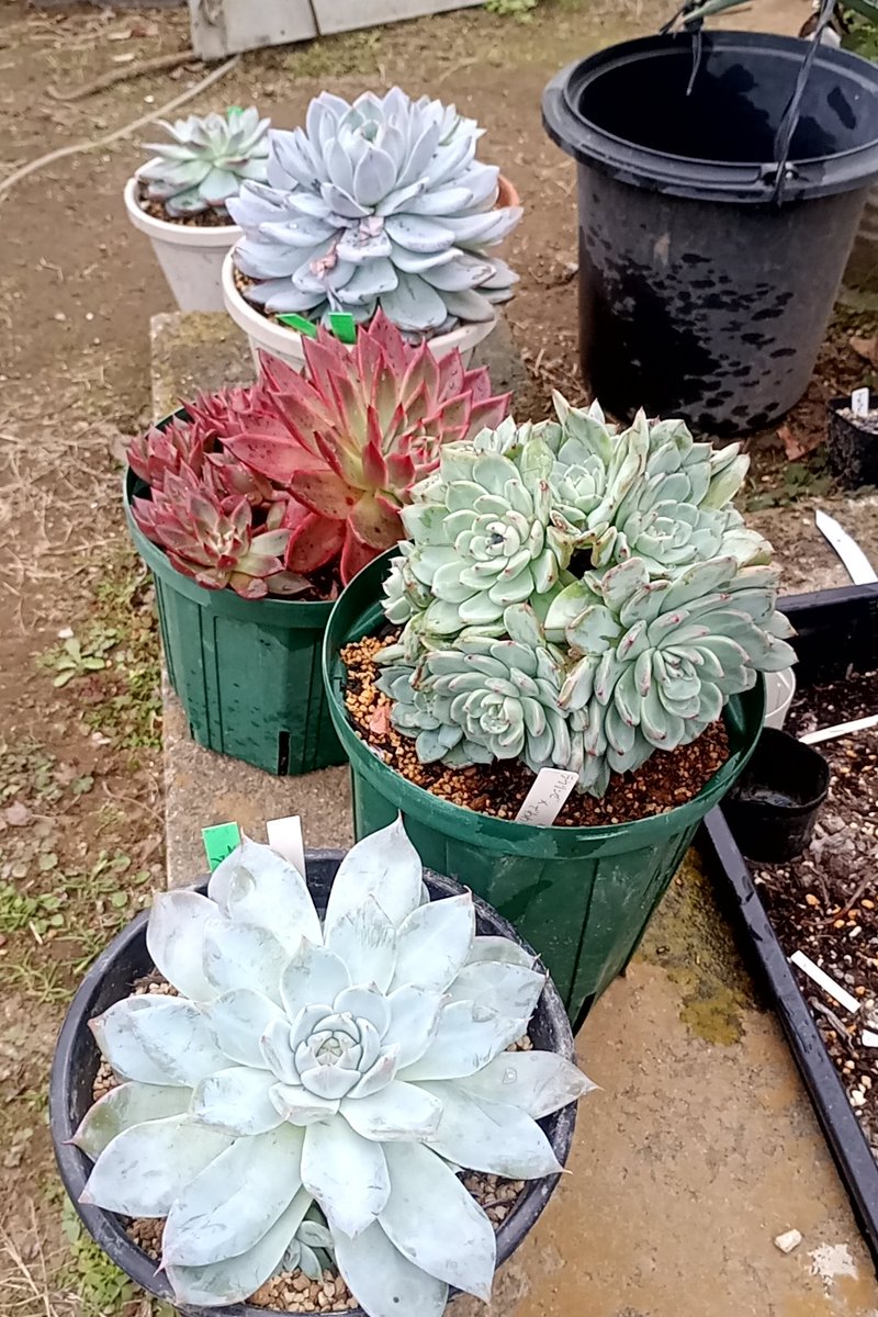 お久しぶりに園芸をしました💦もうダメかなと思っていた夏、なんとか乗り切れた子達、だいぶ減らしちゃいました🫠