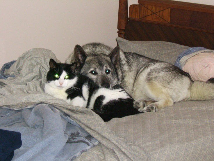 toonigirii's tweet image. #binarysoul catdog posting