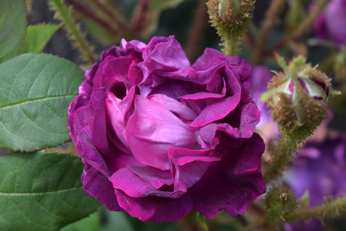 Buongiorno from Lake Como 

 #RoseWednesday