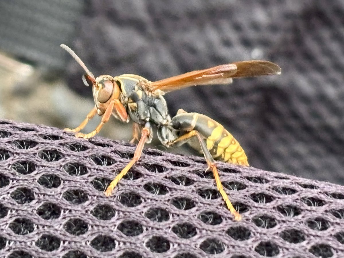 hiroページ hiroページ hiro様 ヒロ様 GLITCH TOKYO | SUPER73 ZX GLITCH