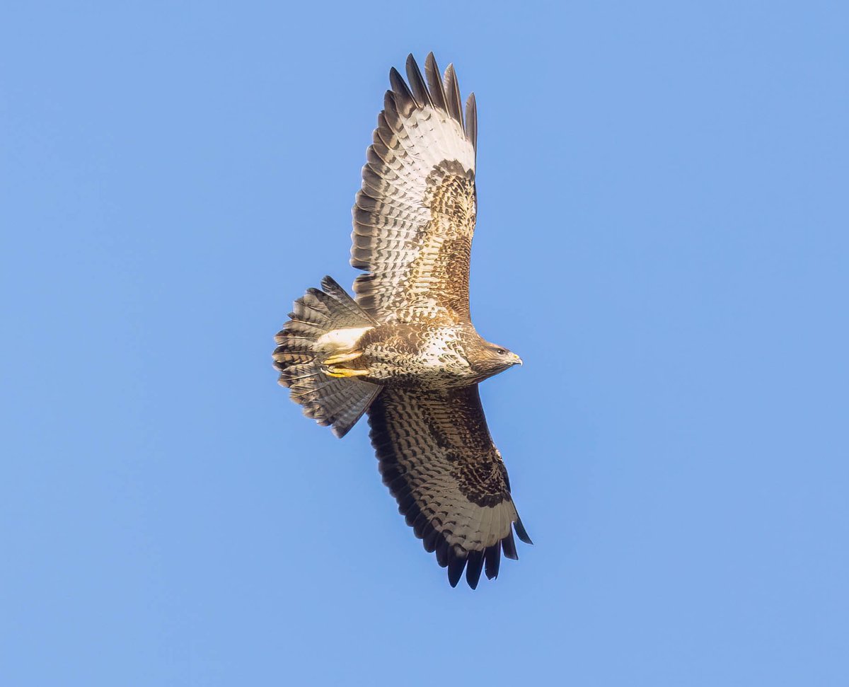 Buzzard