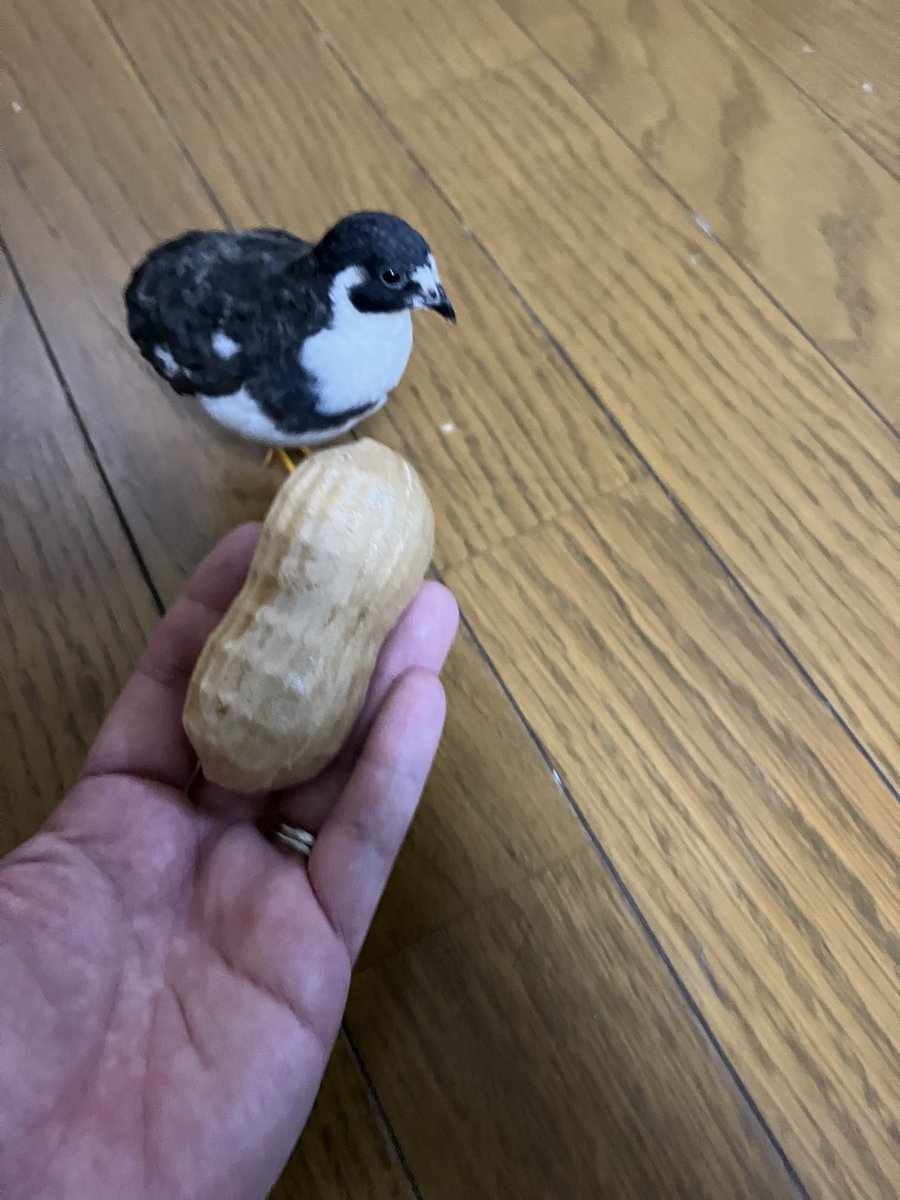 ポポチョロ🐦💨 (@1b4fc39ec9e04d3) / Posts / X