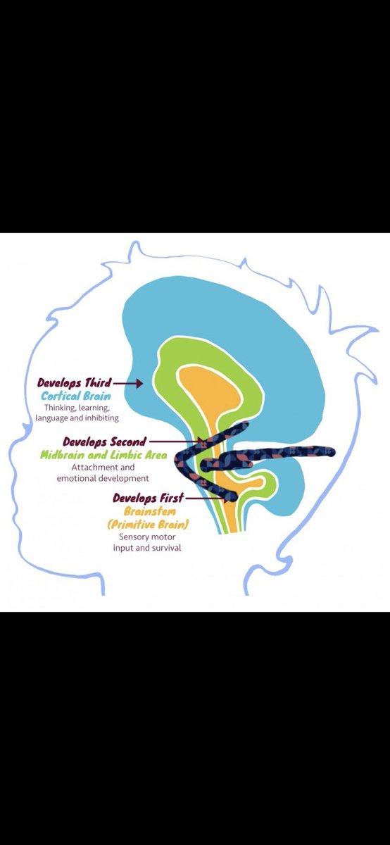 When a pupils behaviour becomes more about control,this destroys the basis for healthy development. We focus on the pupil to behave no matter what cost &amp; forget the true nature of development,attachment. Positive bonds &amp; social interactions drive brain growth &amp; development🧠🌱
