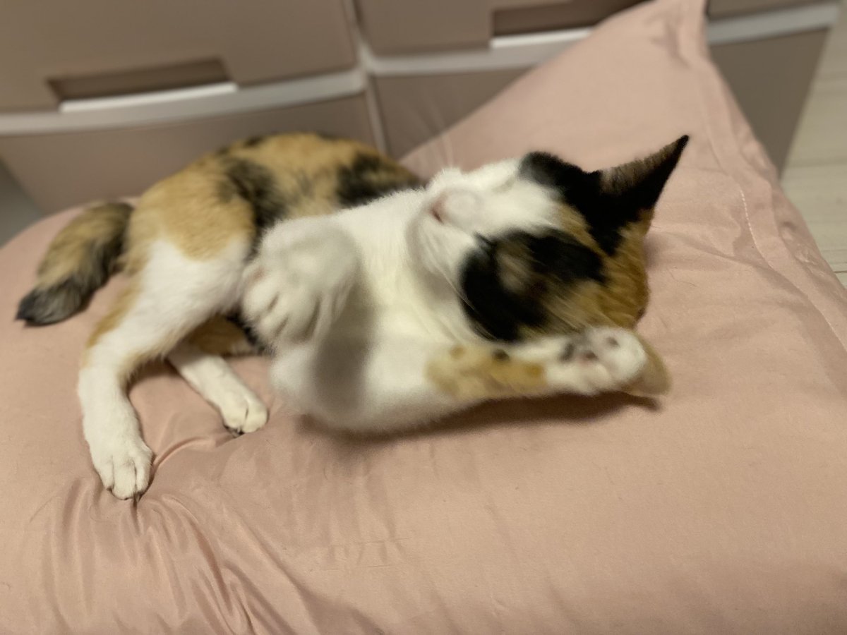 アフリカツチブタ on X