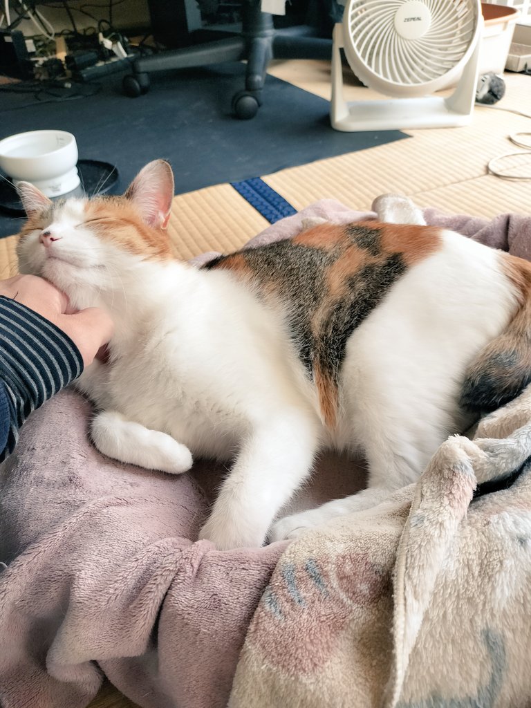 mikenekolala's tweet image. いいおかおみけねこ！