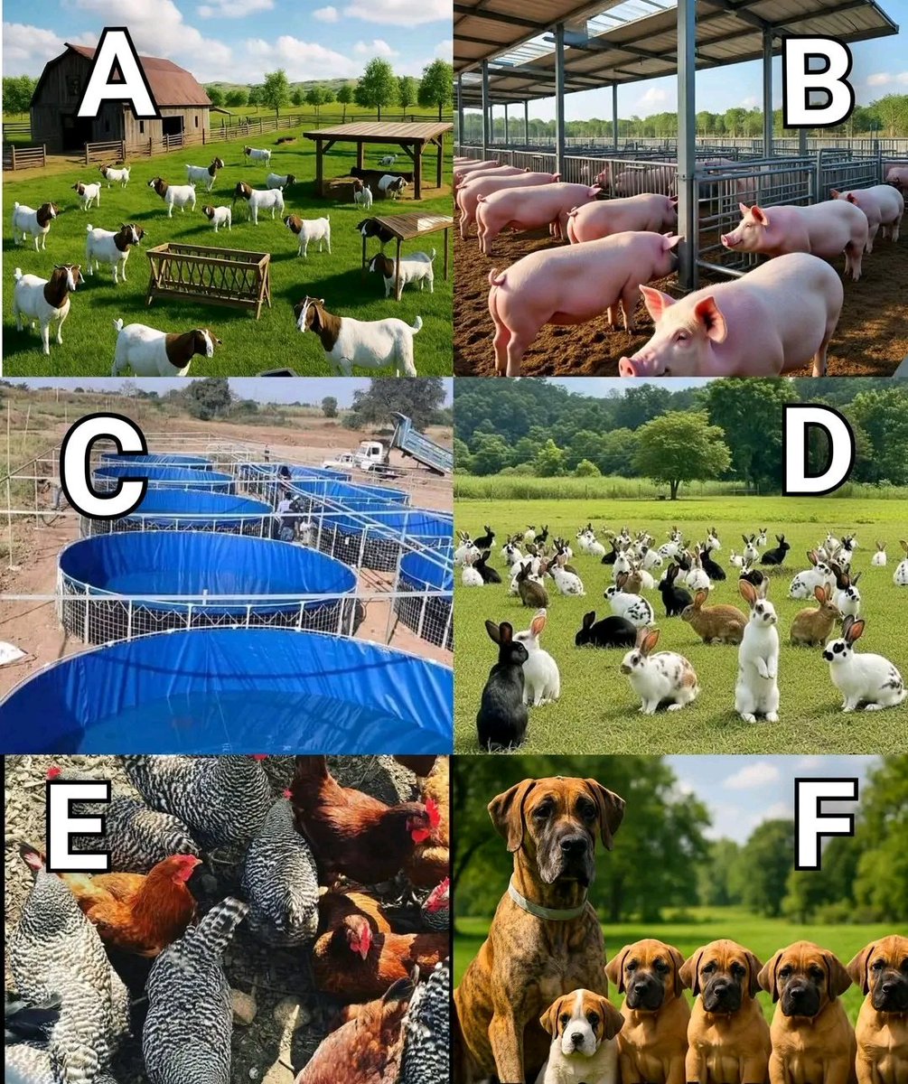 WHICH FARMING BUSINESS IS MORE PRODUCTIVE?

Let’s talk about six popular farming ideas. Each one can make money, but they work differently. Here’s a quick #thread look at what makes each one special 👇