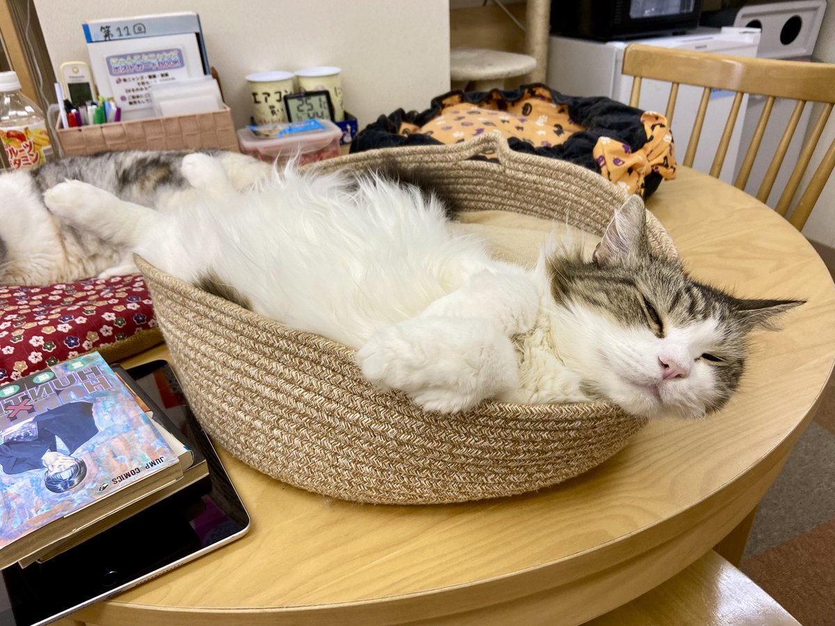 cat cafe にゃんこと on X