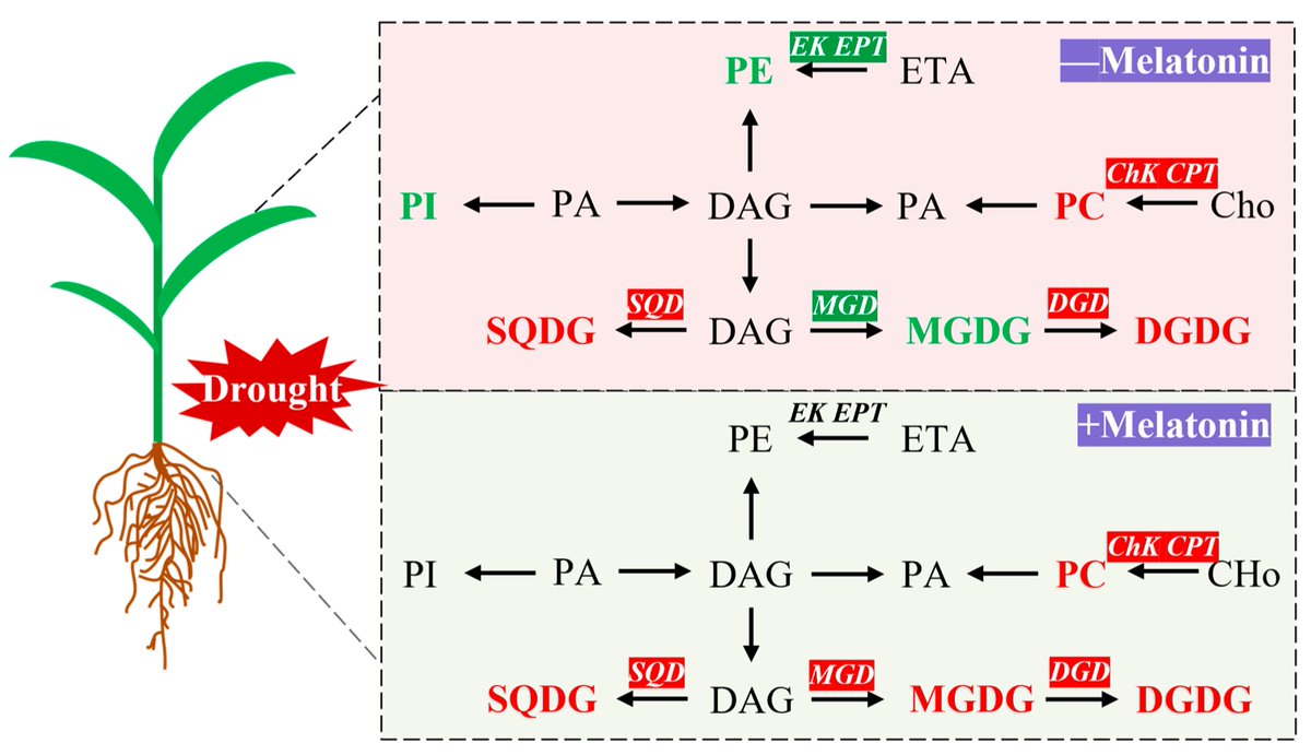 Plants_MDPI's tweet image. 💧 #Melatonin isn’t just for humans! 🌱

In foxtail millet, it boosts #drought tolerance by enhancing #photosynthesis &amp;amp; remodeling lipid metabolism — improving membrane stability and plant growth.

📄 Ren et al.
🔗 brnw.ch/21wXddA

#DroughtStress #PlantScience