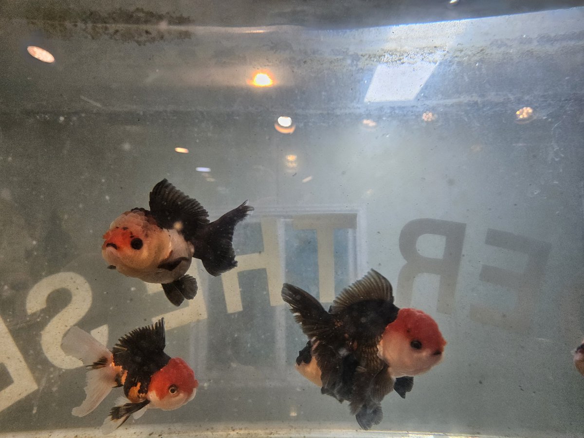 오늘 입고된 고퀄 트라이컬러 오란다!