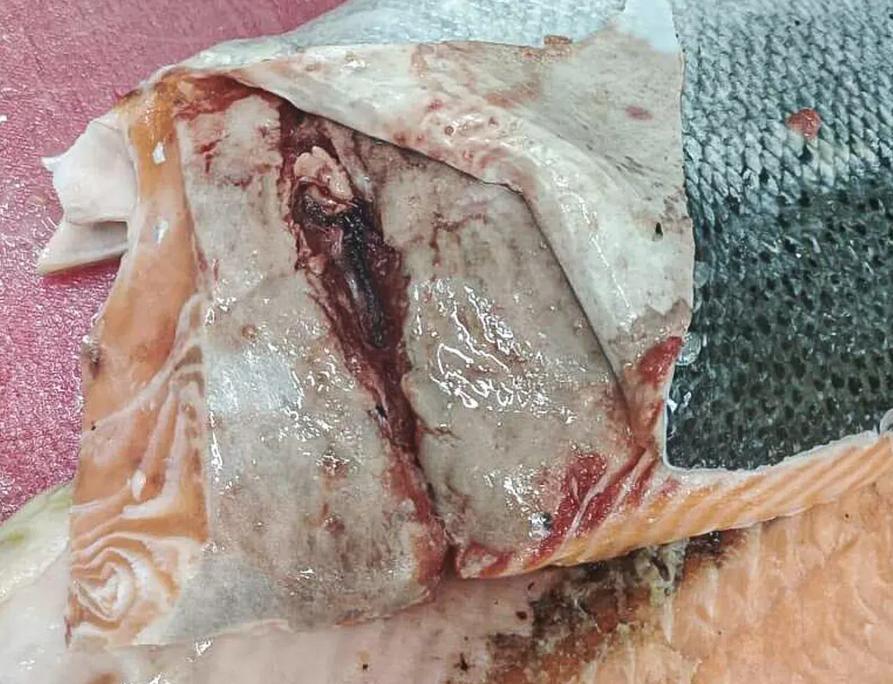 TheGAAIA's tweet image. Norwegian horror show exposed by @NRKno 
Next time you see cheap 'sustainably sourced' salmon on sale in @Tesco, @Asda and other supermarkets think again.  Norwegian salmon like Scottish salmon belongs in the bin not your shopping basket
Watch via tv.nrk.no/serie/brennpun…