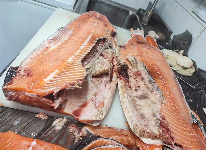 TheGAAIA's tweet image. Norwegian horror show exposed by @NRKno 
Next time you see cheap 'sustainably sourced' salmon on sale in @Tesco, @Asda and other supermarkets think again.  Norwegian salmon like Scottish salmon belongs in the bin not your shopping basket
Watch via tv.nrk.no/serie/brennpun…