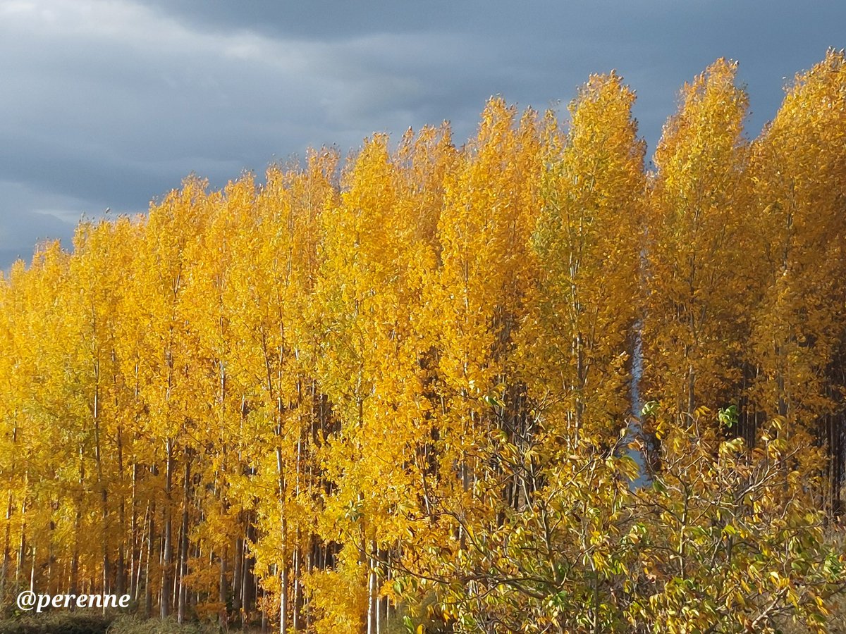 Cuando la luz del otoño ilumina a su capricho 
#BuenosDías #5Nov
