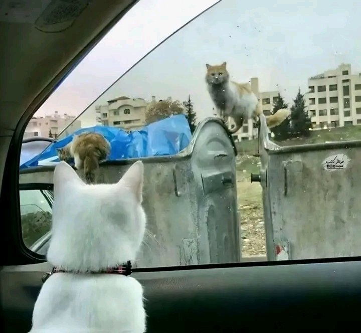 .
◾حتى في عالم الحيوان، هناك من ينعم 
     بالراحة والدلال، وآخر يتجوّل على الأرصفة  
     باحثاً عن قوت يومه بين أكوام النفايات .!!