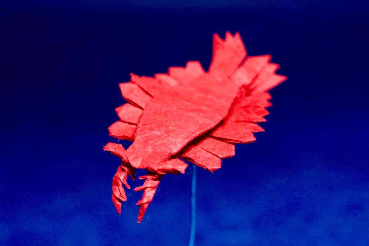 dino_origami's tweet image. 「アノマロカリス」
創作　@doi_gen 
折り手　でぃのりがみ

土佐和紙 10cmより
#折り紙　#origami