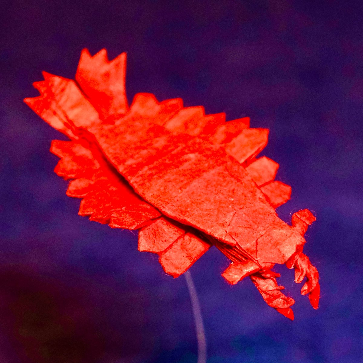 dino_origami's tweet image. 「アノマロカリス」
創作　@doi_gen 
折り手　でぃのりがみ

土佐和紙 10cmより
#折り紙　#origami