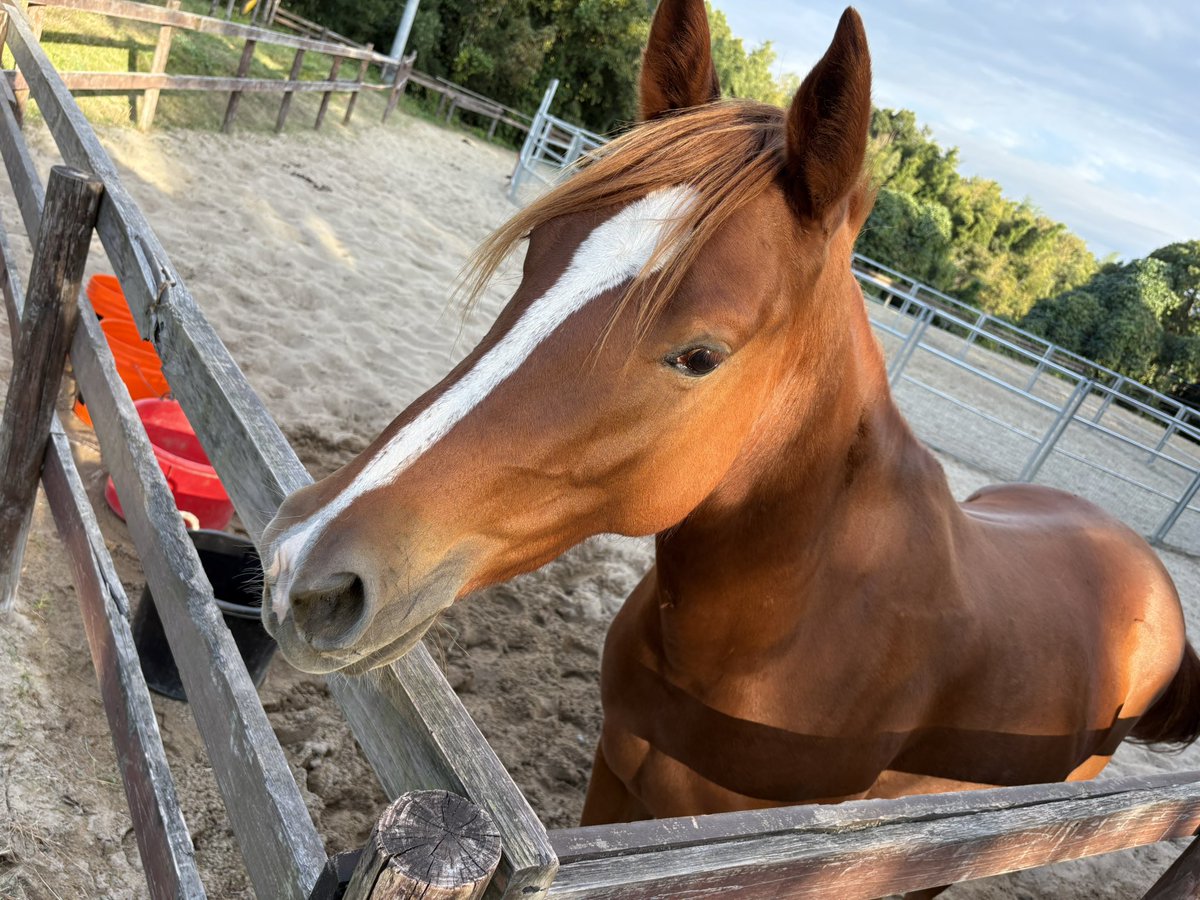 zweit01's tweet image. 久々に戯れてきた。

2歳と休養馬居るとは思わなんだが(汗