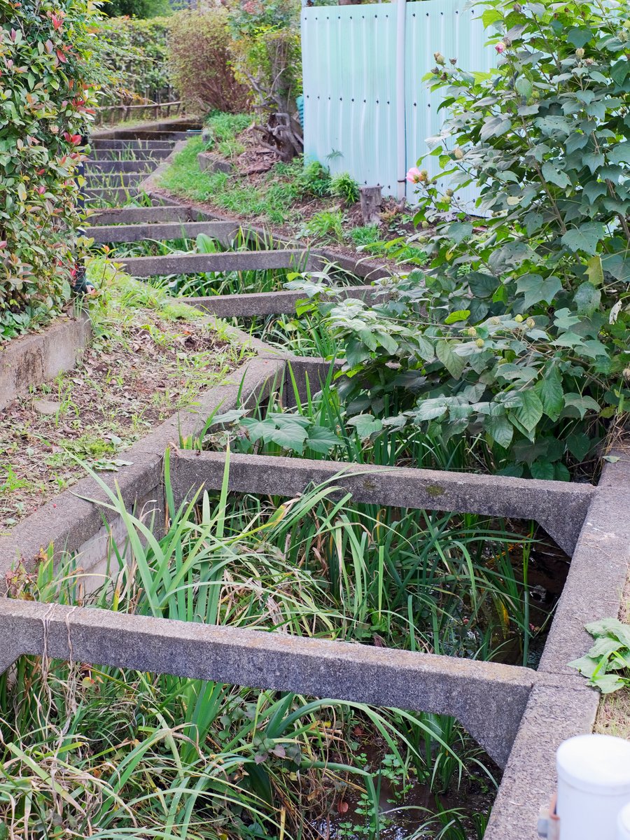 国分寺市、元町用水
ジグザグの柵渠を湧水が流れていく

#日々の水路