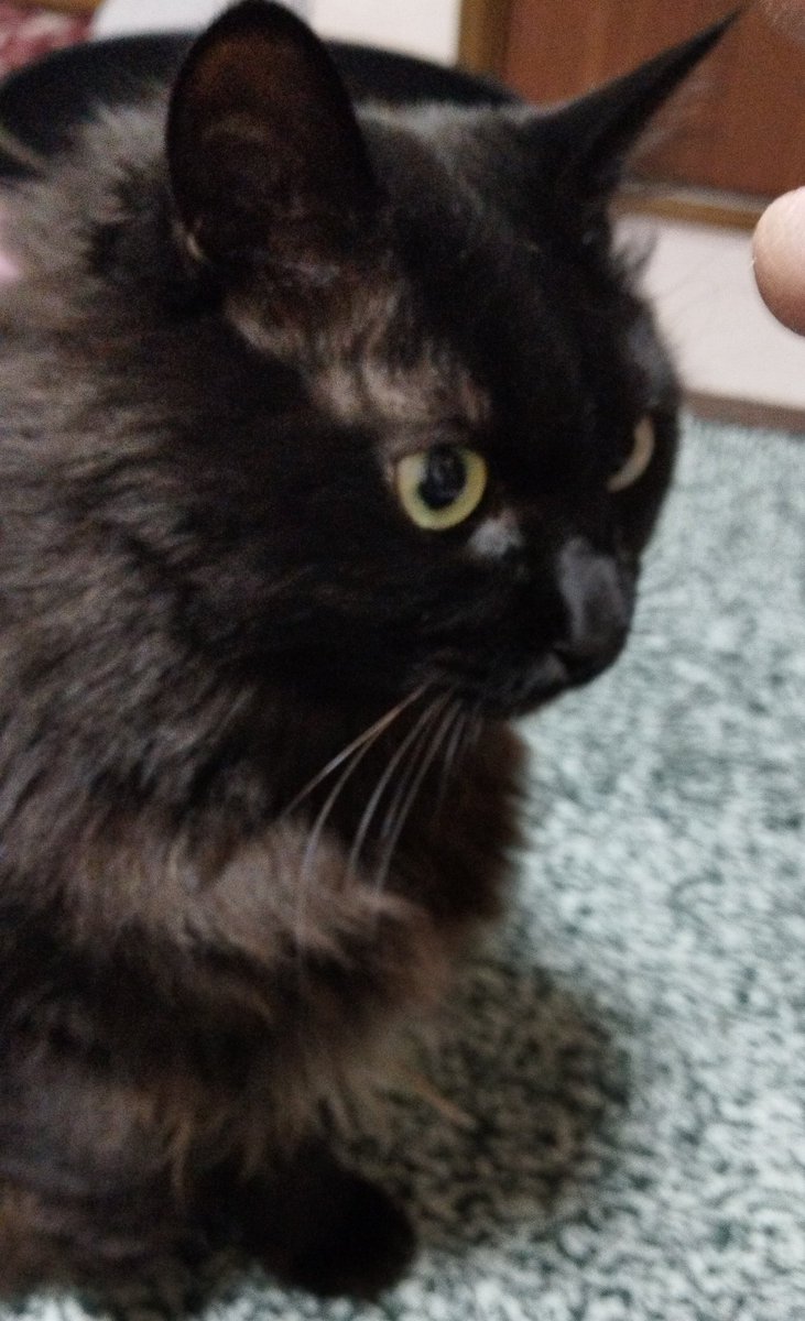 とうさん
アンポンタソだからな