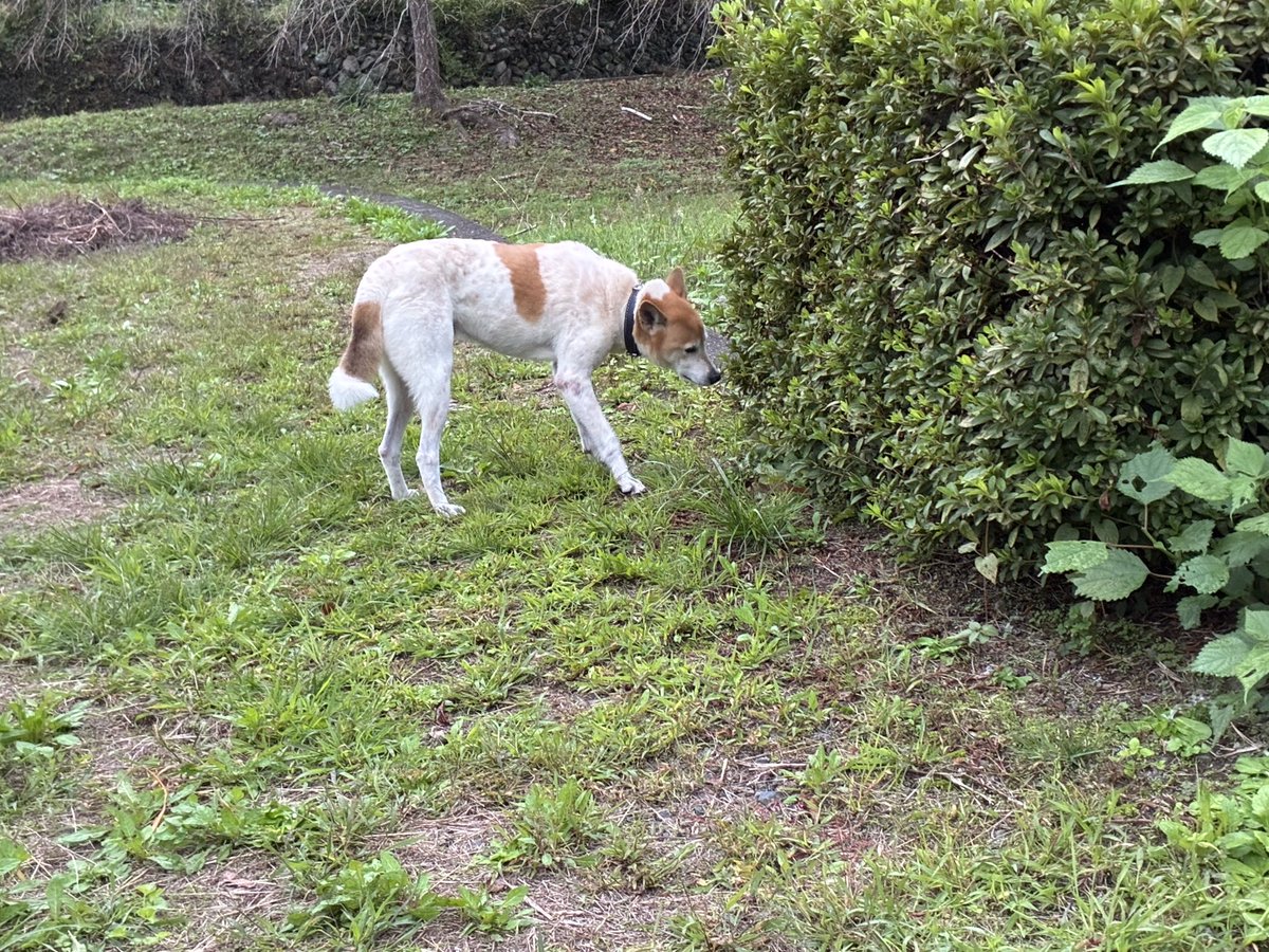 徳島県神山にて首輪のついた迷い犬がいました！もしお心当たりのある方は、ご連絡ください🙇‍♀️
