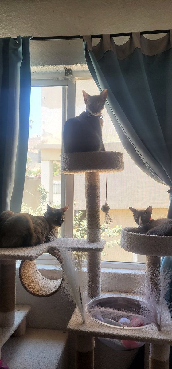 MonsePortales's tweet photo. Los dragones mas hermosos del hogar! 
Mis bebés!!!
🤩🤩🤩🤩 https://t.co/I3UPb7ME6w