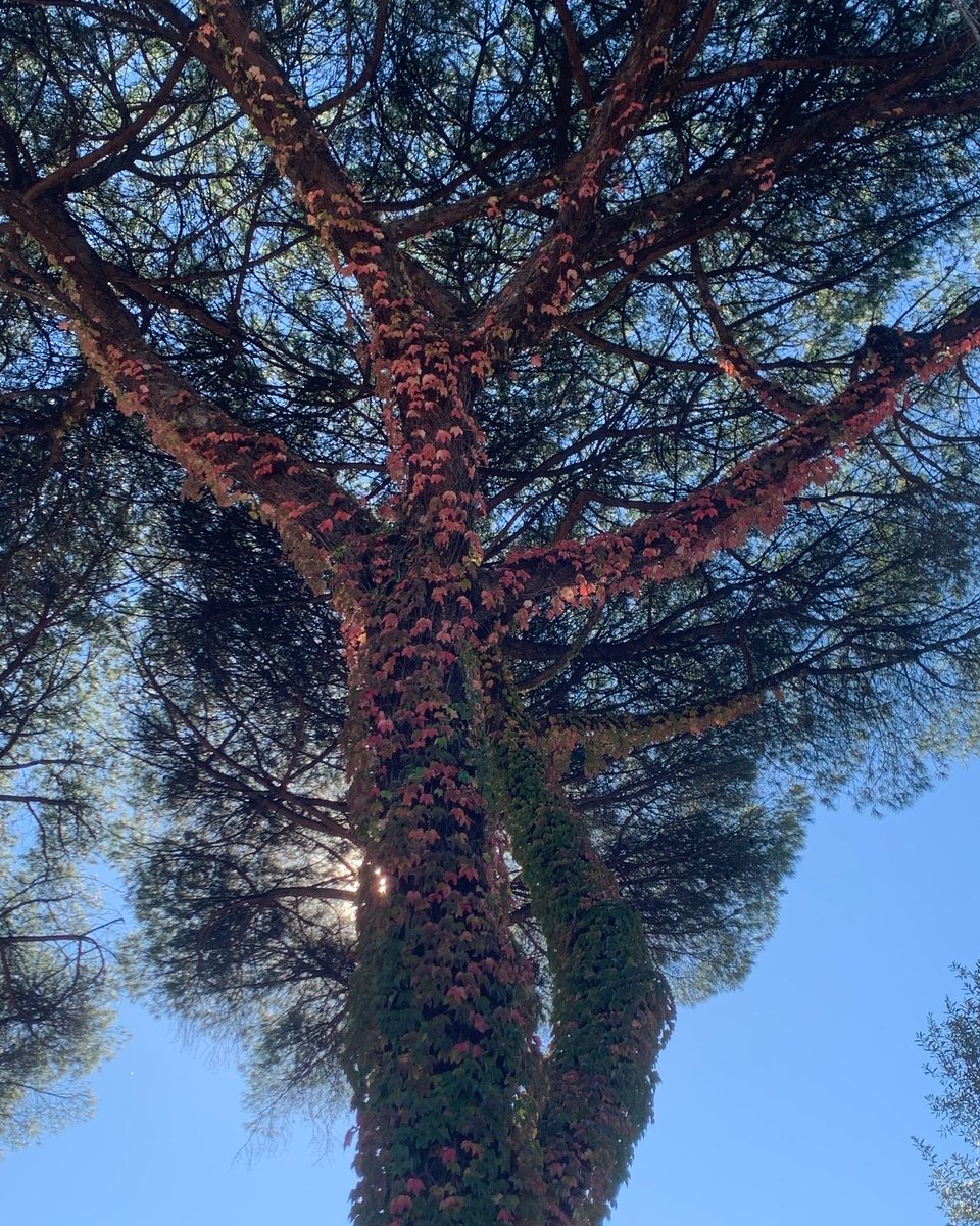 quartomiglio's tweet photo. Autunno a Quarto Miglio.
Le foglie d'edera arrossiscono, abbracciate a un pino antico.
Ogni tanto è bello sollevare lo sguardo dai propri pensieri…

Via S. Tarcisio angolo Annia Regilla.
Foto @bastet

#quartomiglio #autunno #edera #foglie #santarcisio #roma https://t.co/56gBugZMZI