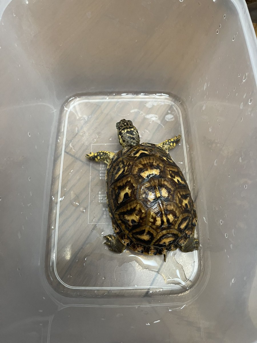 トウブハコガメ、派手な顔の子
男の子だと嬉しい……