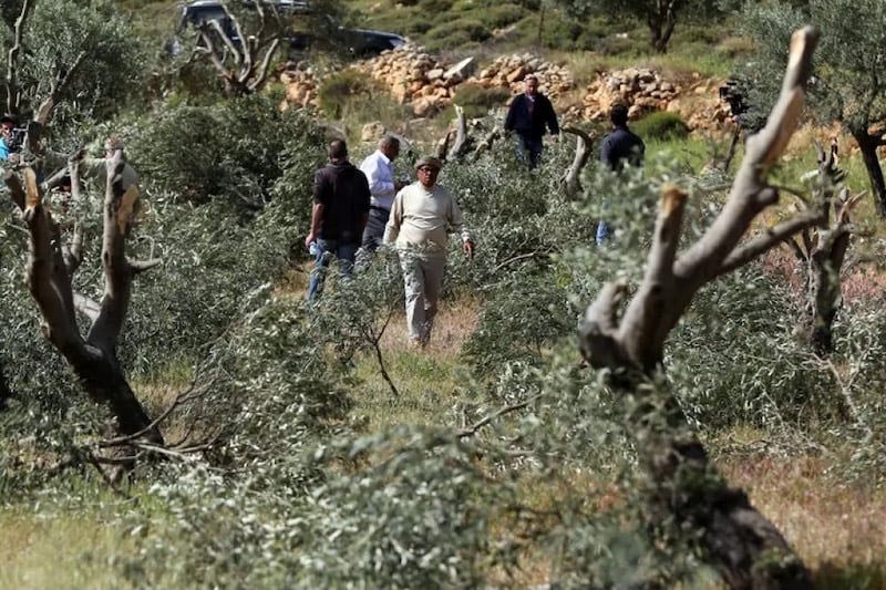 Israeli Settlers Cut Down 30 Olive Trees in Susya.

Media activist Osama Makhamra said that settlers broke and cut down 30 fruit-bearing olive trees in the village of Susya, owned by citizen Ahmad Jabr al-Nawaja.
#WestBank
