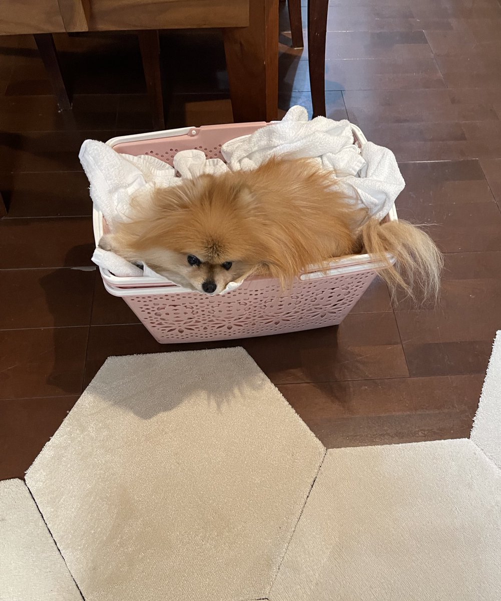 ポメラニア(3🧡🦁🤍) (@ak1toPome) / Posts / X
