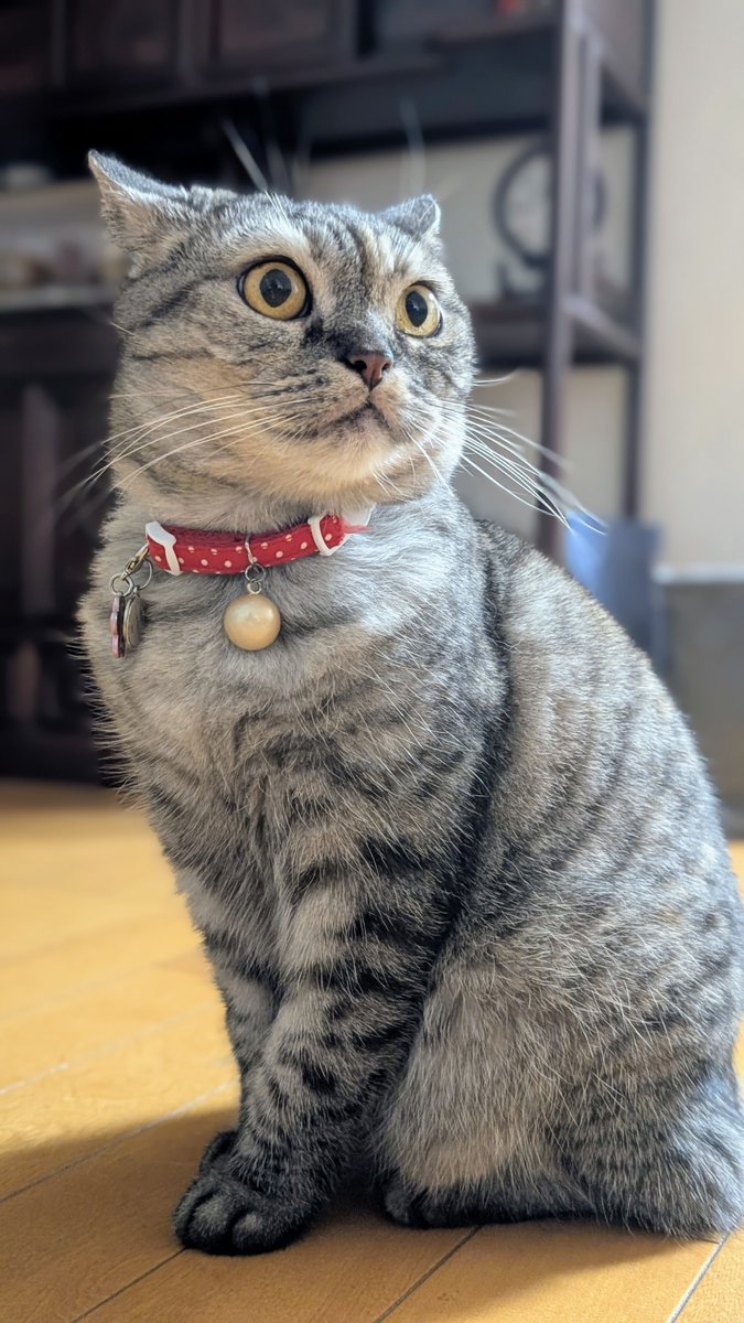 ねこさん⚡(ΦωΦ) (@catnap707) / Posts / X