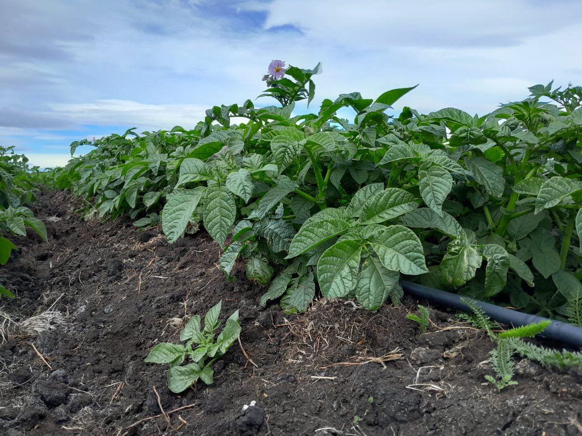 <a href="/sagchile/">SAG</a> #Magallanes invita a participar de charla gratuita y abierta a todo público, sobre potencial adaptación de plagas y enfermedades agrícolas ante el cambio climático.

🗓️ Hoy miércoles 5/Nov, 15:00 h

📍 Instituto de la Patagonia (UMAG). Av. Bulnes 
N°01890, #PUQ