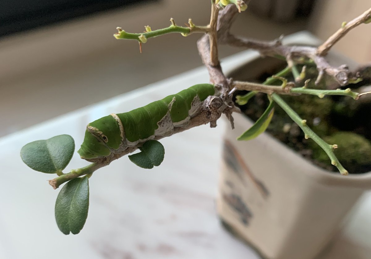 奧布里—2週年紀念周邊販賣中！ tweet media