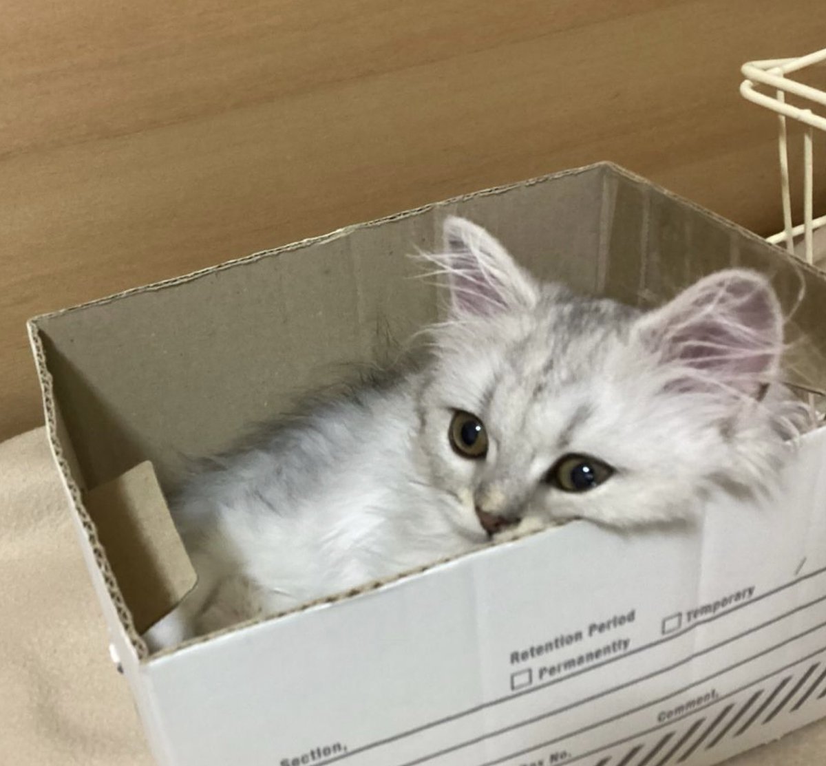 あーにゃん (@anyanz717) / Posts / X