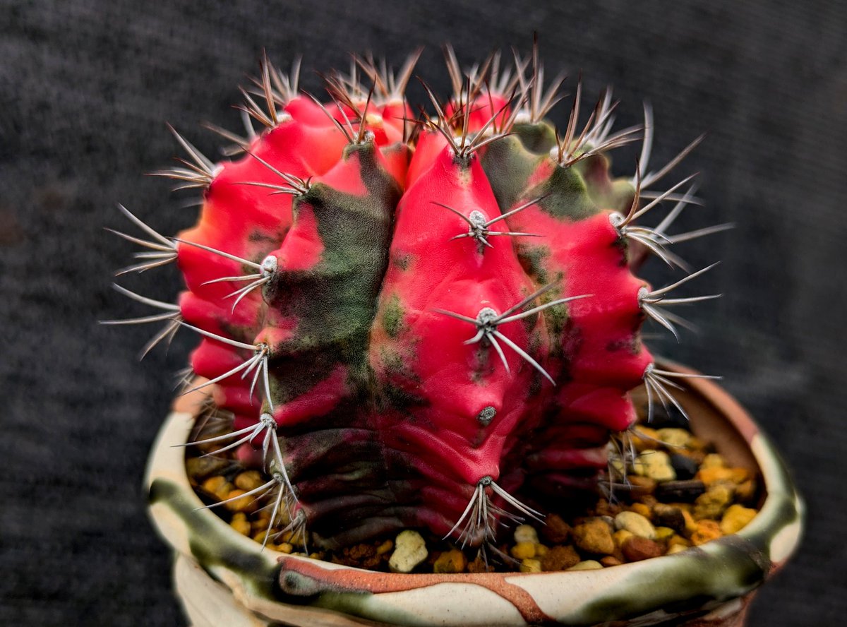 purewater_masa's tweet image. 可愛がってるラン以外の植物たち
ハリやツヤのある姿で嬉しいです。
まだまだ外で元気です✨️✨️
もうそろそろ冬支度しなければ…
#観葉植物 
＃アデニウム
#タンクブロメリア 
#サボテン