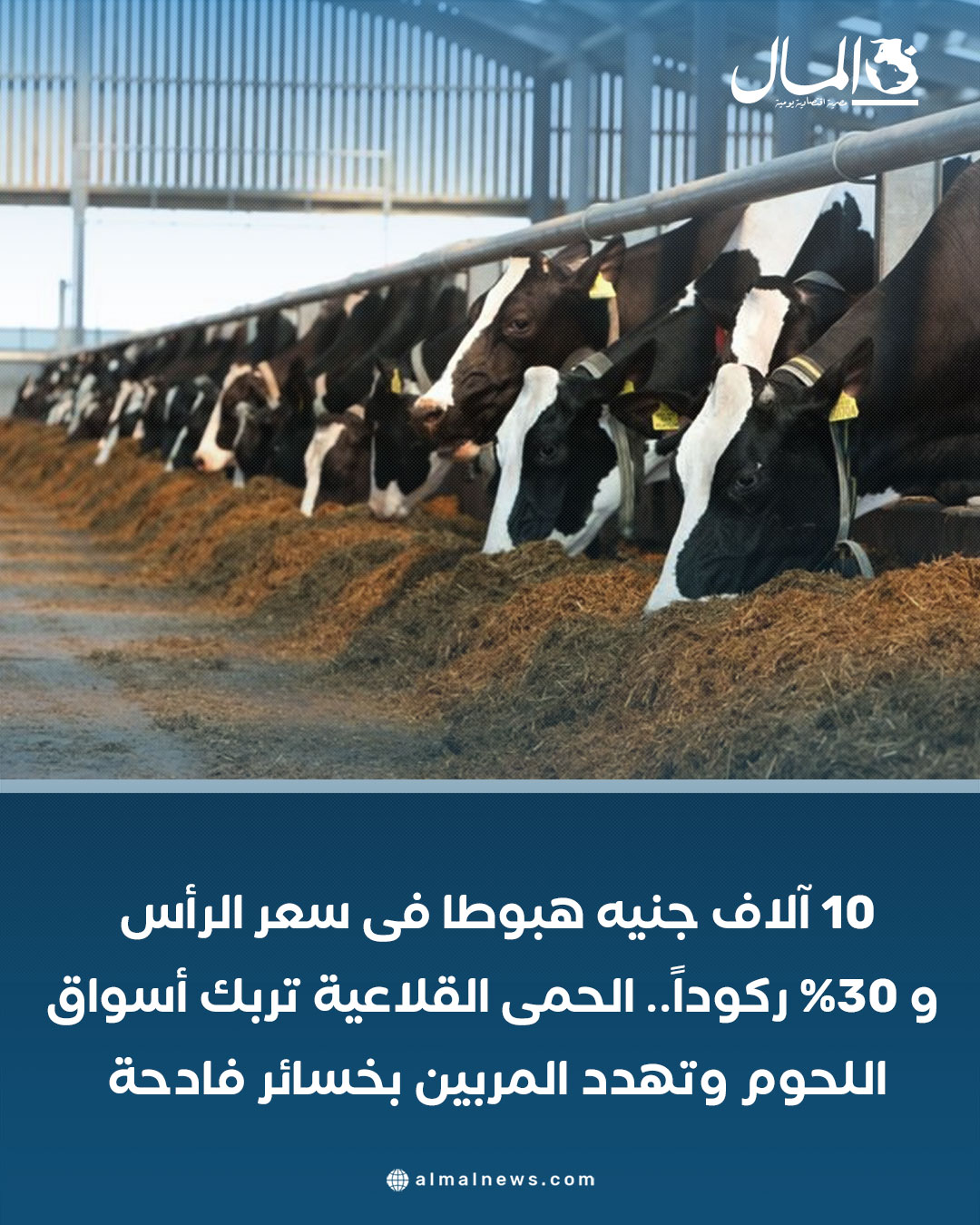 10 آلاف جنيه هبوطًا فى سعر الرأس و30%ركودًا..الحمى القلاعية تربك أسواق اللحوم وتهدد المربين بخسائر فادحة. للتفاصيل 