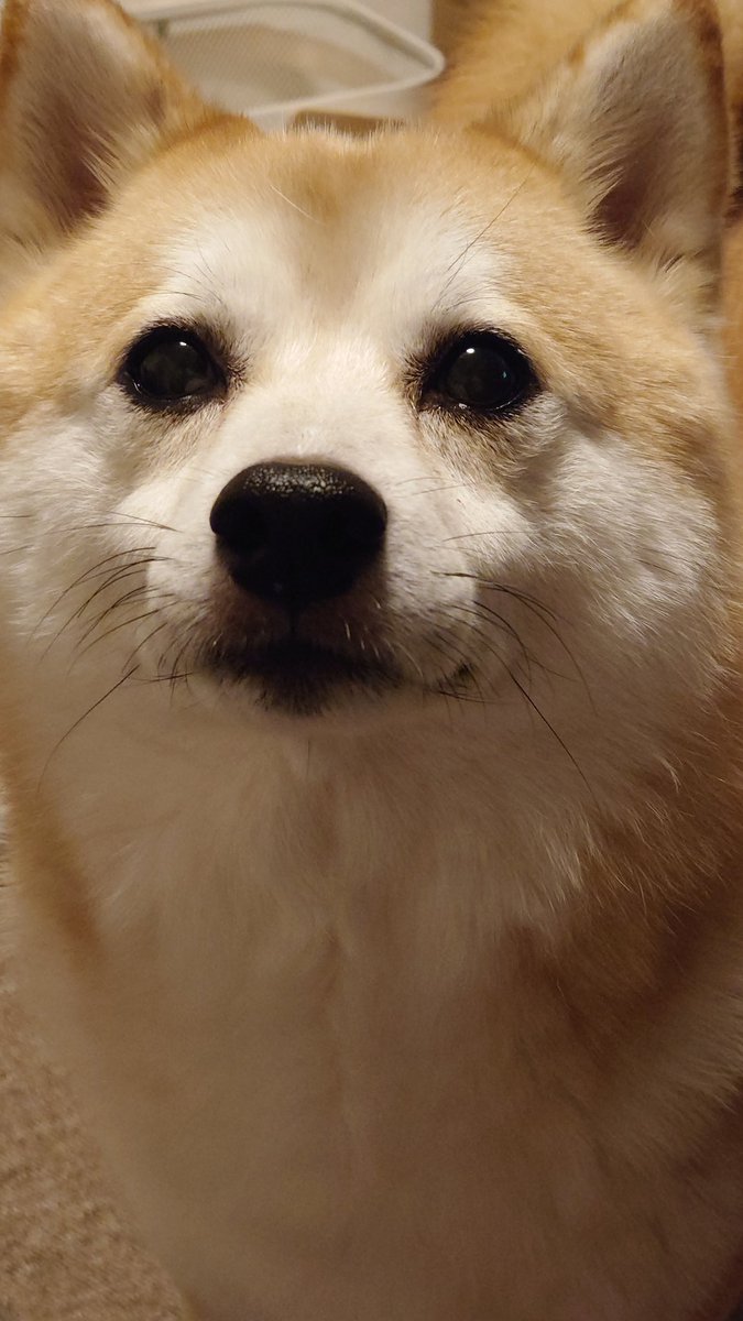 柴犬ししまる (@sisi3po) / Posts / X