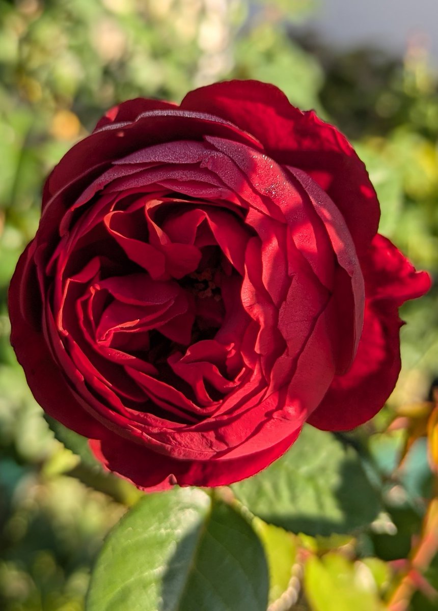 舞桃華🇯🇵 (@B31W5PAfD3Jgcjc) / Posts / X