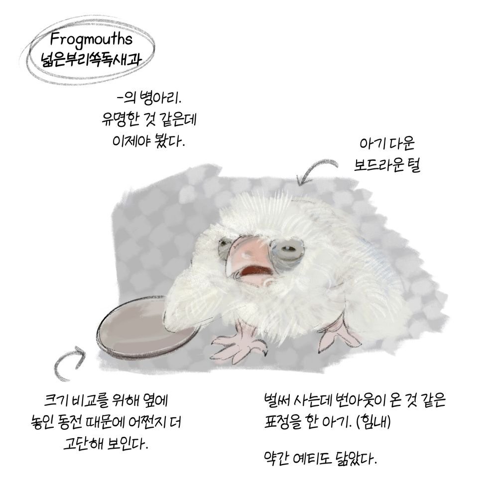 넓은부리쏙독새과 병아리를 처음 봤어요.