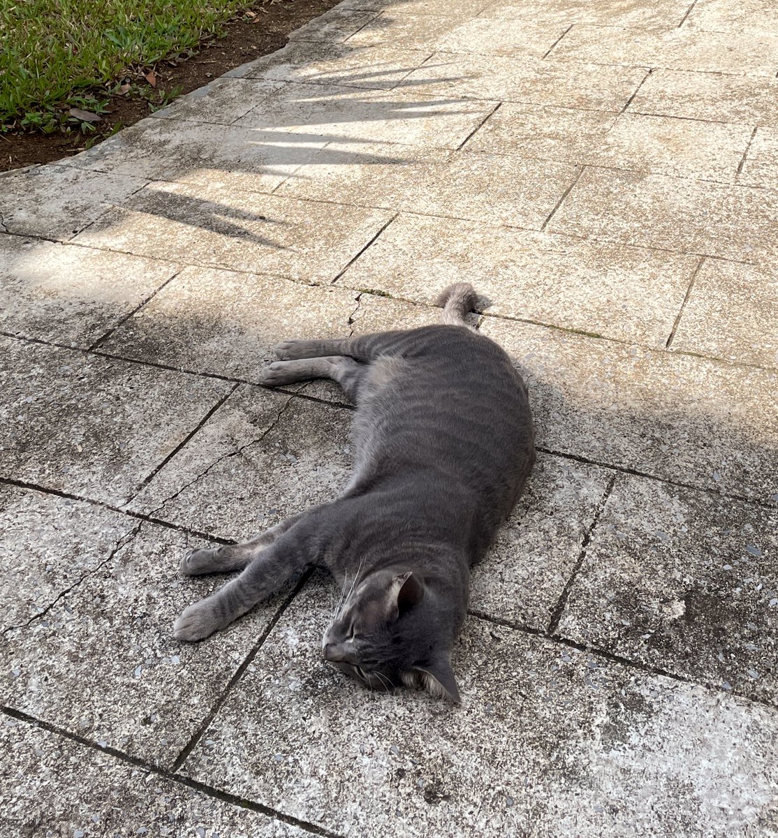 🐈‍⬛