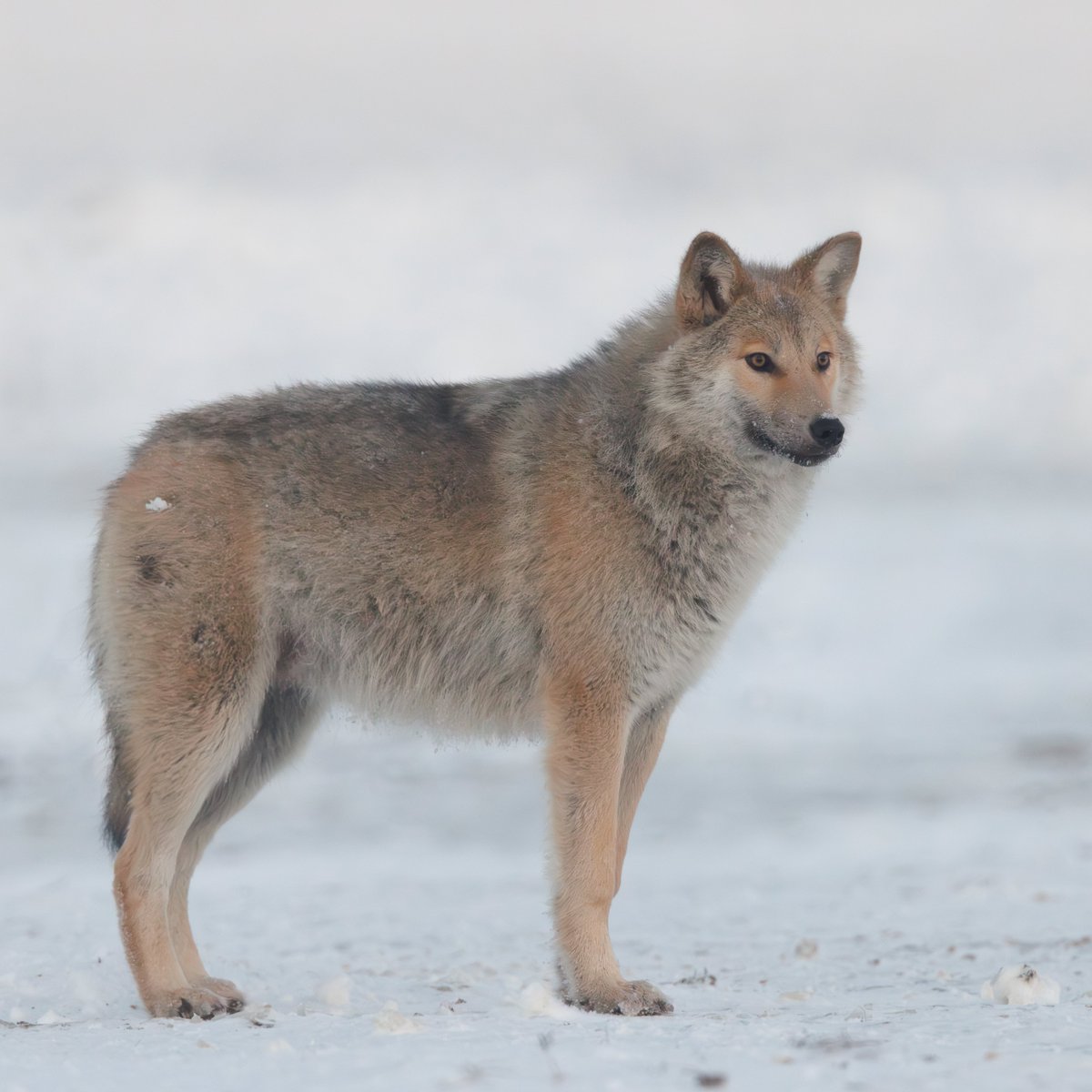 Sudenpentu jäätyneellä suolla, talvi tulossa.