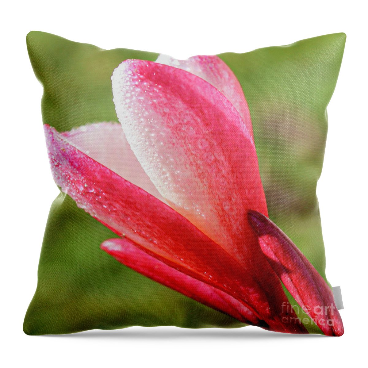 JoanneCarey64's tweet image. "At First Light"#throwpillow 🩷
#flowerphotography #plumeria #homedecor #gifts #Christmasgifts 🩷
3-joanne-carey.pixels.com/featured/at-fi…