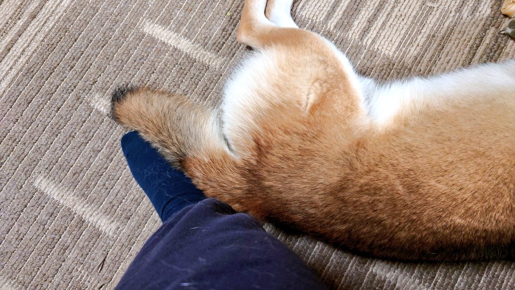 コダマちゃん専用ページ アカチャンホンポ（赤ちゃん本舗）の公式ネット通販 ｜えらべる回転