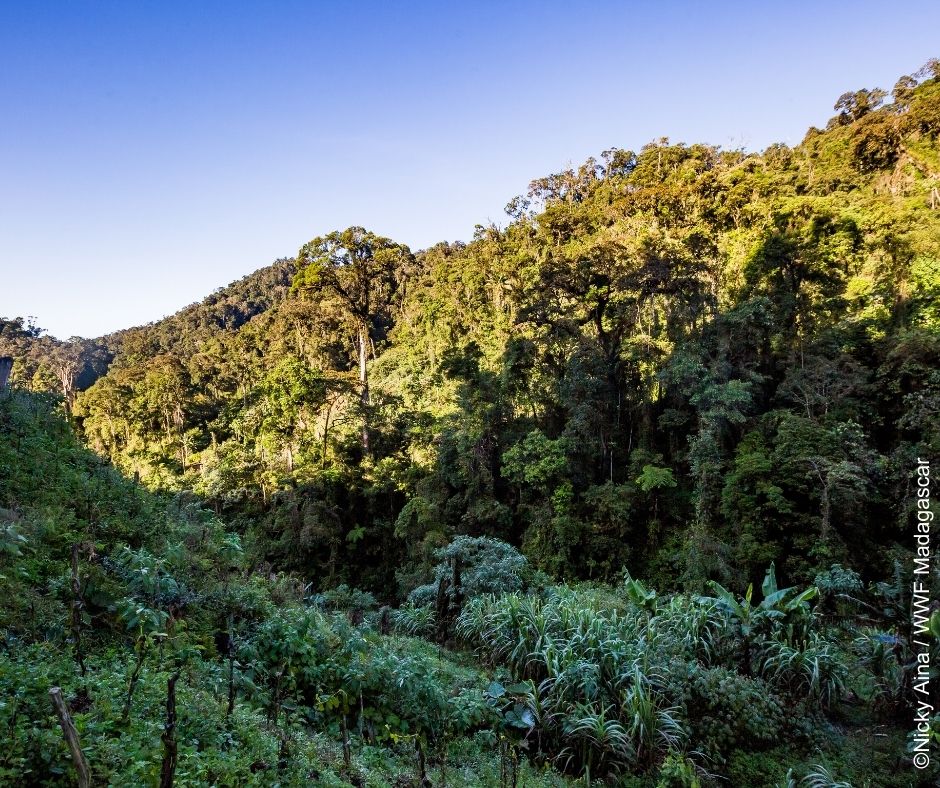 WWF Madagascar tweet media