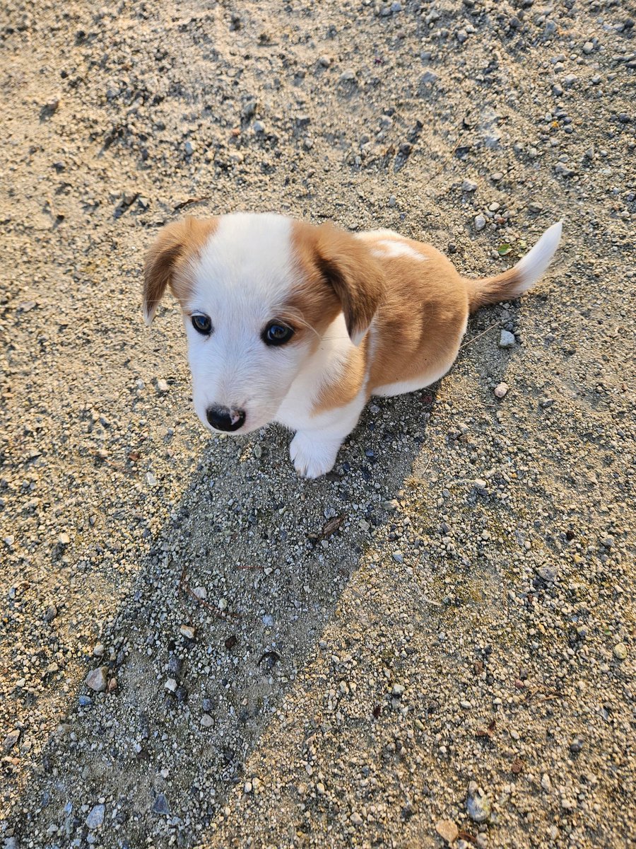 studystudyday's tweet image. 봉사활동왔다가 가나디만났어요