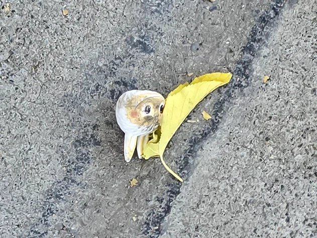 I saw a dirty disembodied plastic labubu head in the gutter near my home
