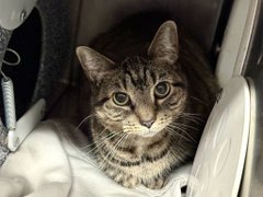 Still time to save this frightened cat
&amp; we must all quickly go to bat!
Sunset Orange is really out of time
&amp; from NYC ACC she must climb!
Adoption would be the very best 
or pledge &amp; they'll do the rest!
Tag <a href="/AdamsPaulGrimke/">Kayleigh Spencer</a> with pledges!
BEYOND LAST CALL! 🙏